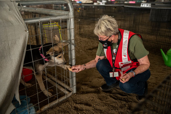 Oregon wildfires have displaced people and animals. American Red Cross volunteer Gaenor Speed enjoys spending a moment with a dog that is currently being cared for at the Jackson County Expo and Fairgrounds, in Central Point, OR on Sunday, September 13, 2020. The Red Cross works with partners to provide care for animals and pets. As a shelter worker, Gaenor provides care for the people housed at the Expo Center in the Fairgrounds complex.